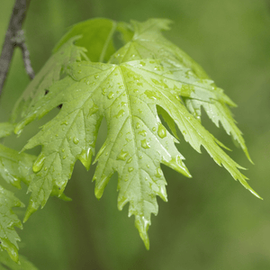 Érable argenté 'Pyramidale' - Acer saccharinum 'Pyramidale' - FLEURANDIE