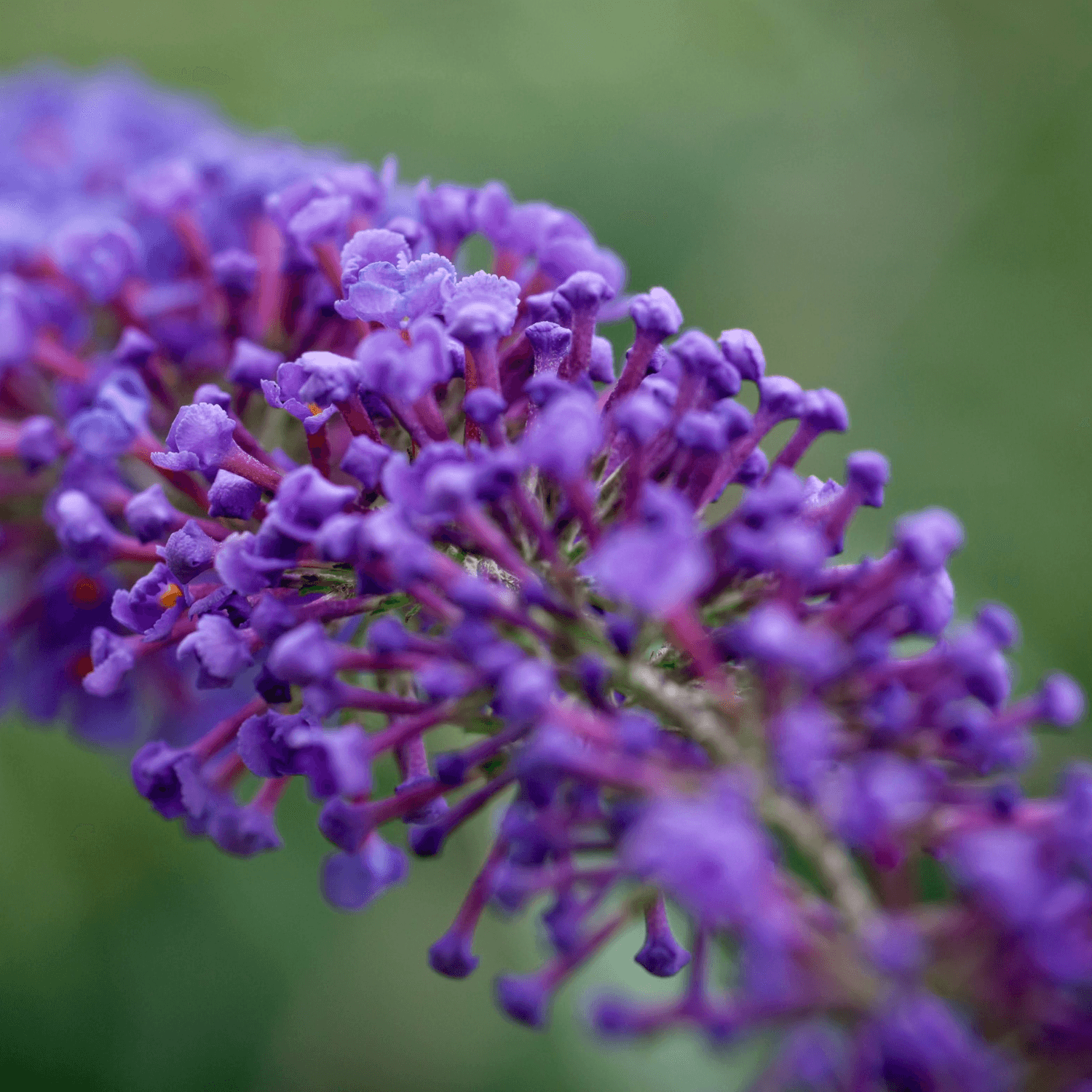 Arbre aux papillons 'Empire Blue' - Buddleja davidii 'Empire Blue' - FLEURANDIE