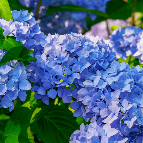 Hortensia macrophylla 'Adria' - Hydrangea macrophylla 'Adria' - FLEURANDIE