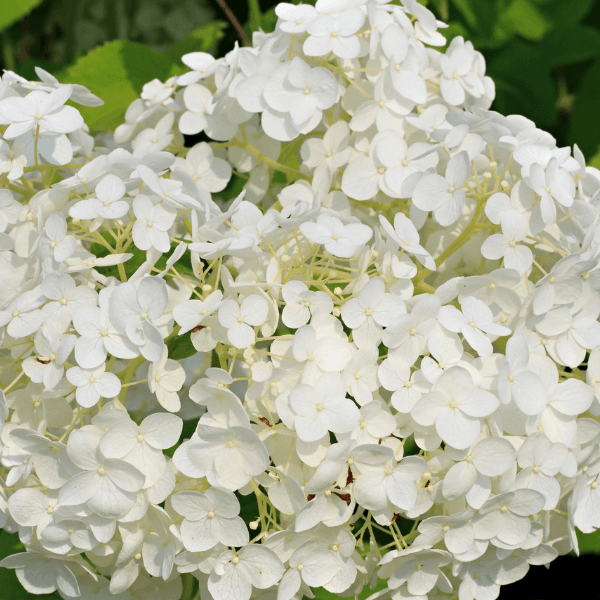 Hortensia de Virginie 'Annabelle' - Hydrangea arborescens 'Annabelle' - FLEURANDIE