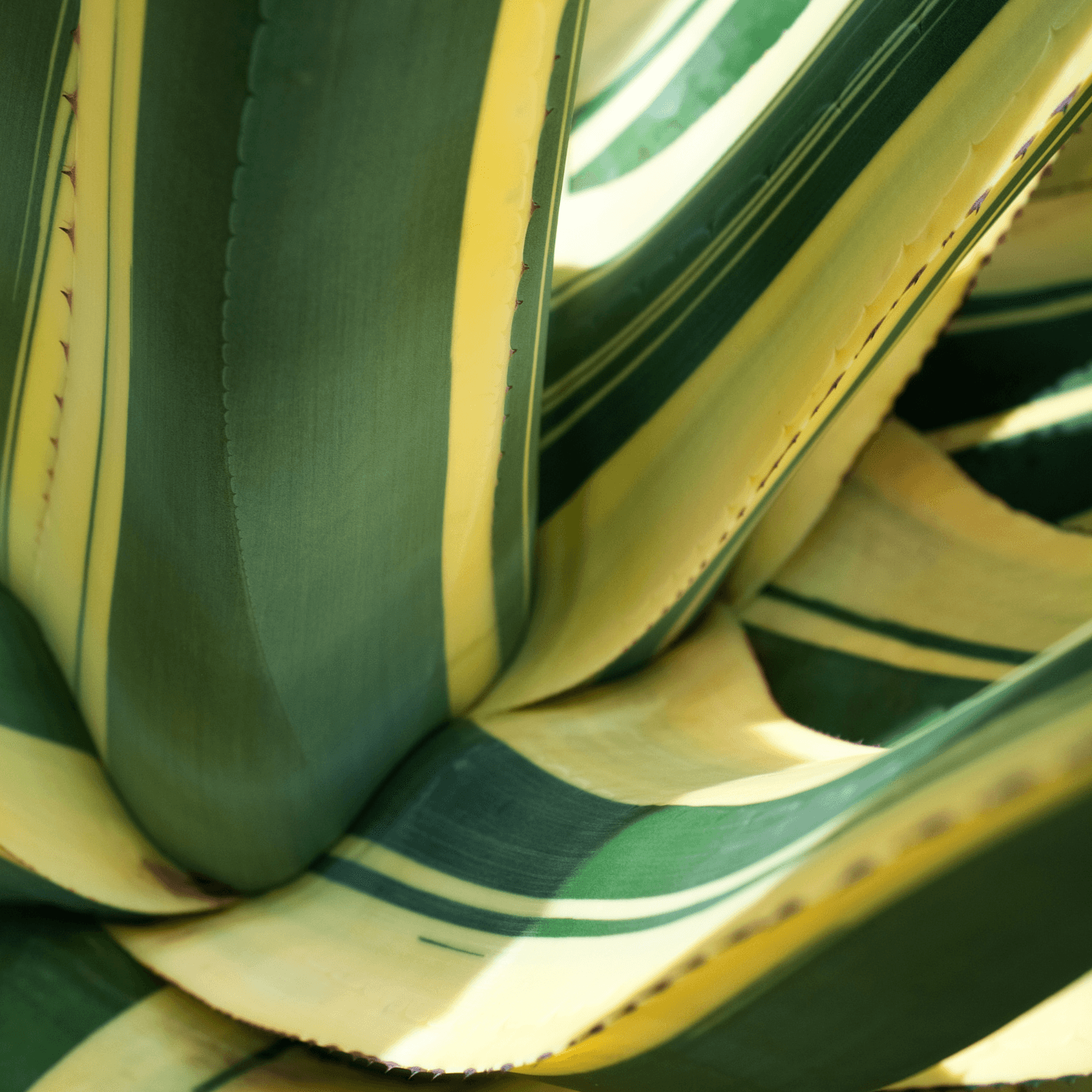 Agave Americana Variegata - Agave Americana Variegata - FLEURANDIE