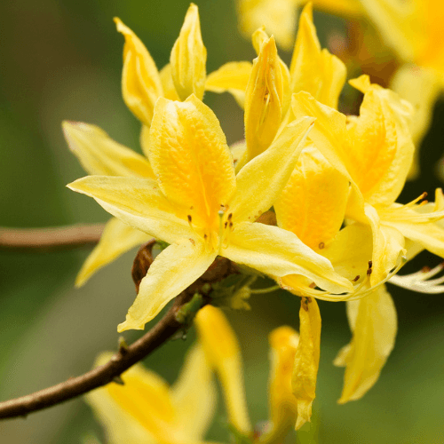 Azalée caduque - Rhododendron luteum - FLEURANDIE