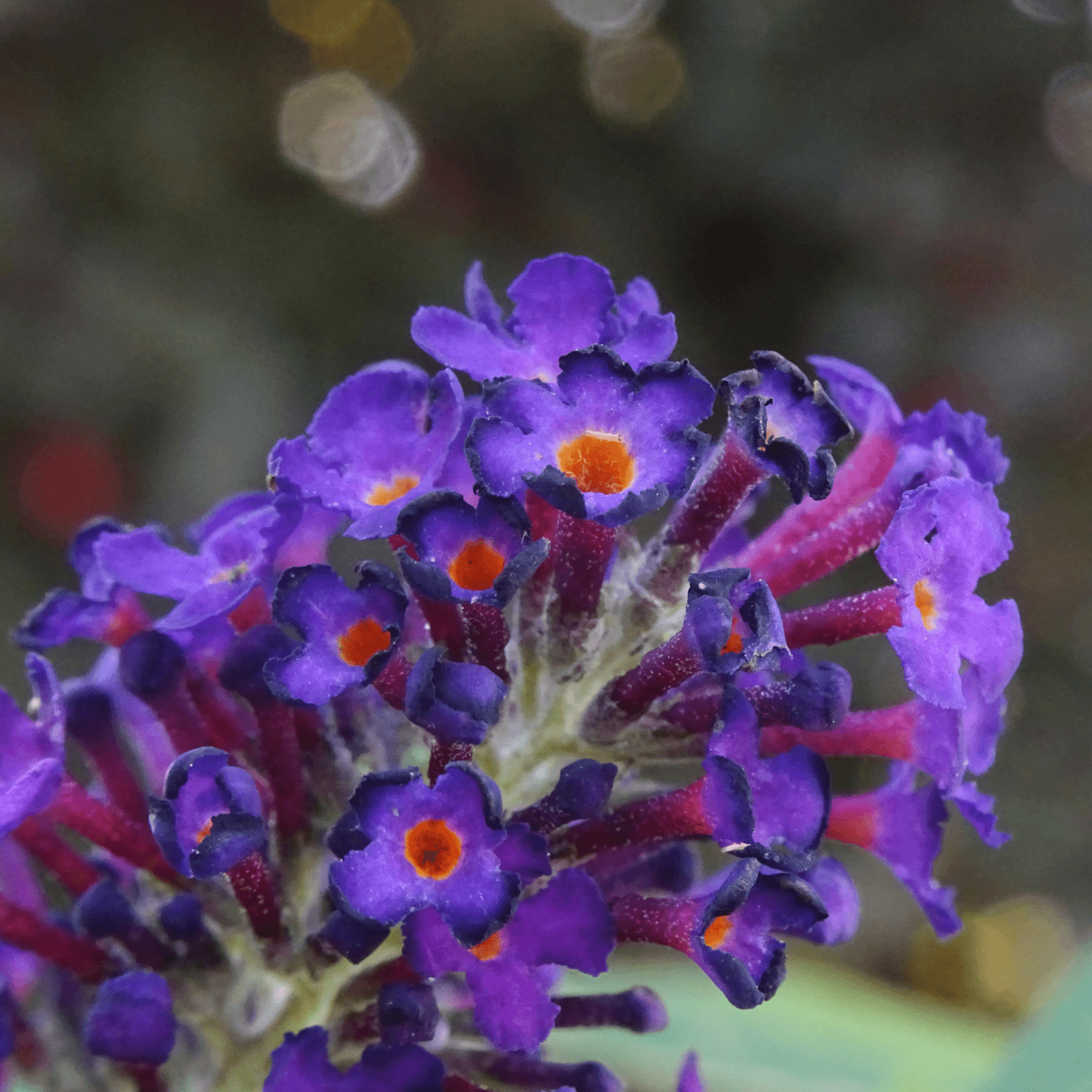 Arbre aux papillons 'Black Knight' - Buddleia davidii 'Black Knight' - FLEURANDIE