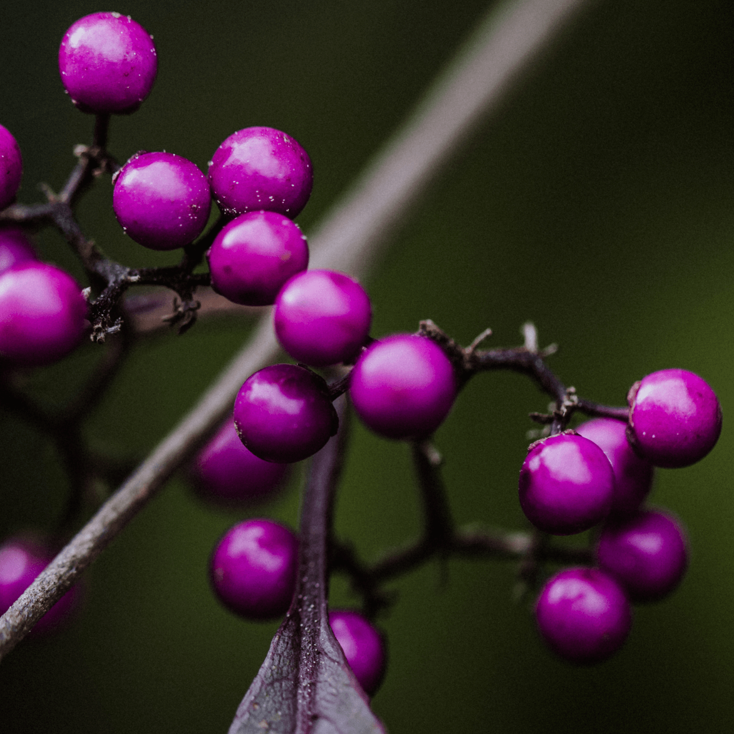 Arbuste aux bonbons 'Profusion' - Callicarpa bodinieri 'Profusion' - FLEURANDIE