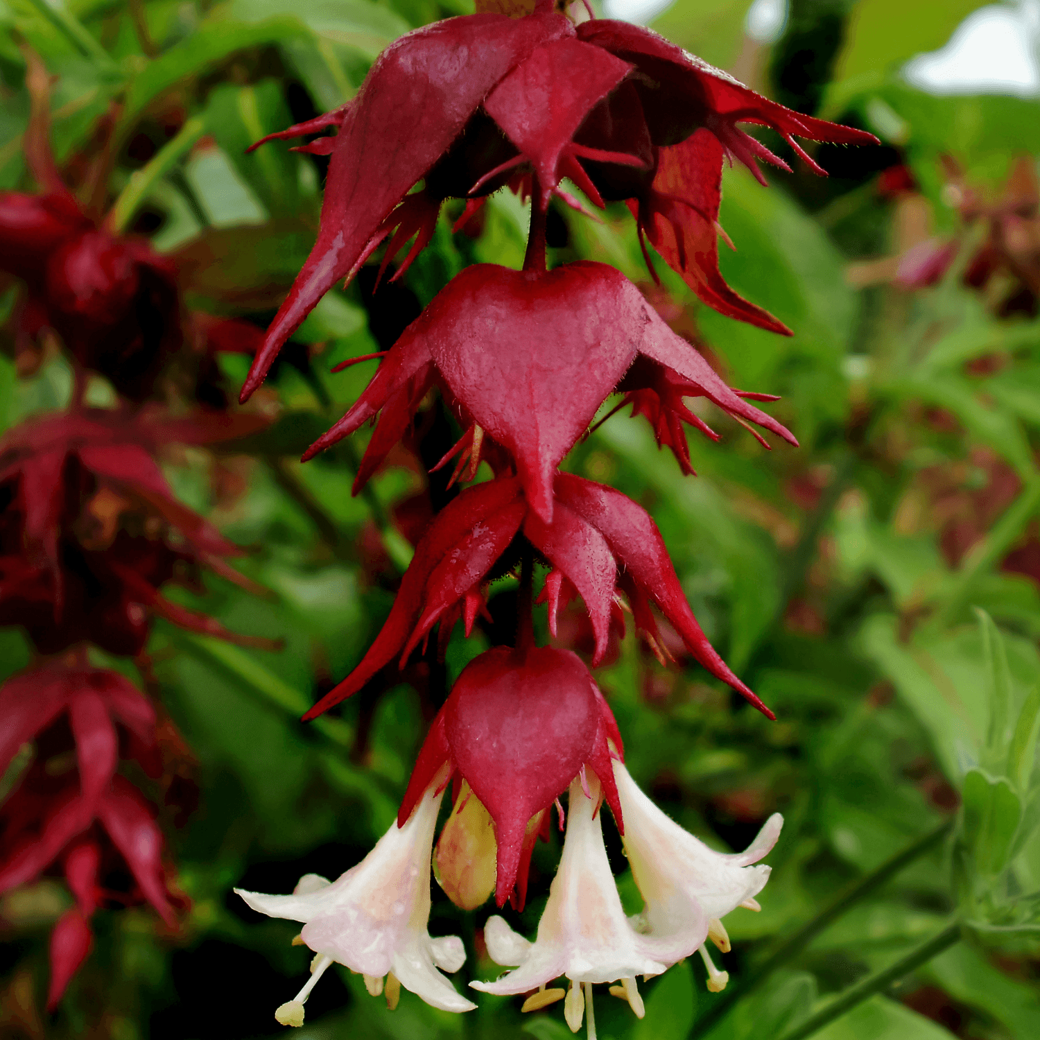 Arbre aux faisans - Leycesteria formosa - FLEURANDIE