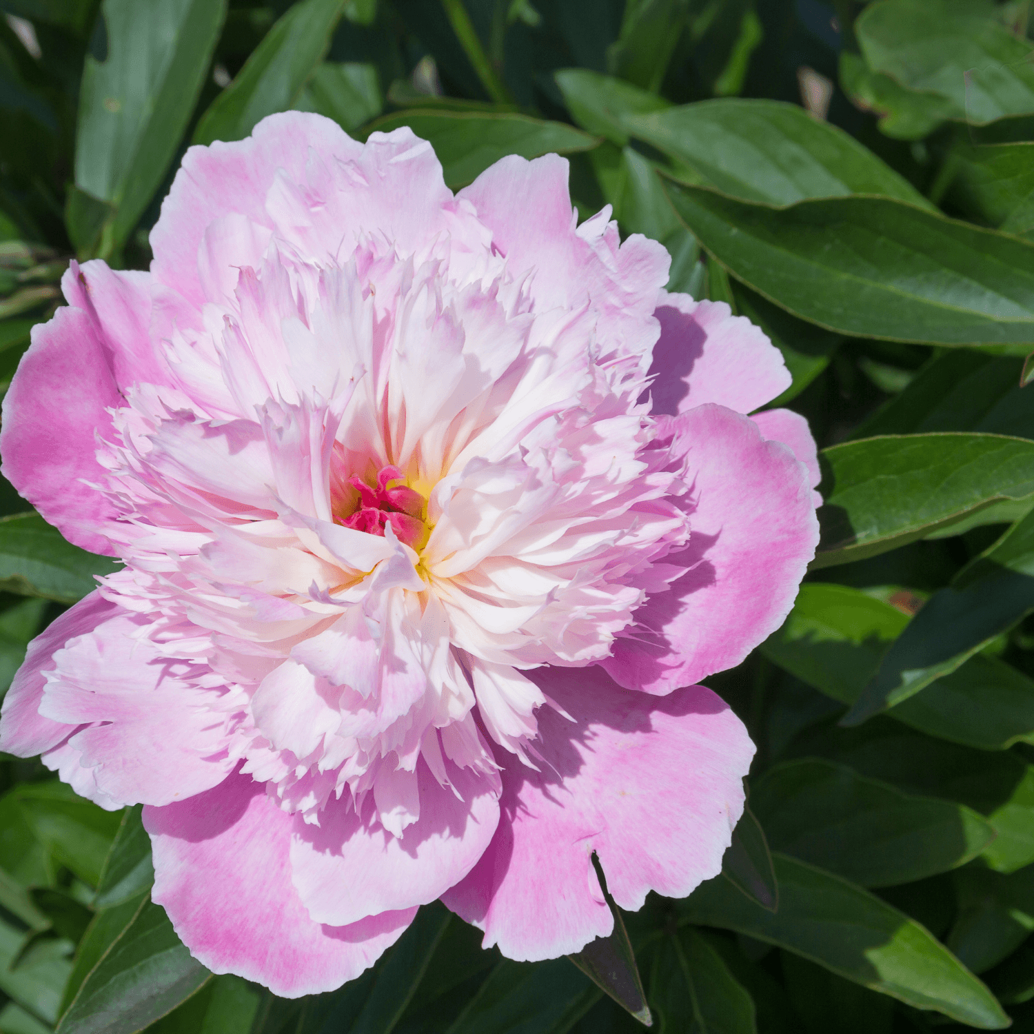 Pivoine arbustive Lavande - Paeonia suffruticosa Lavande - FLEURANDIE