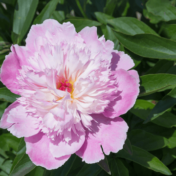 Pivoine arbustive Lavande -  Paeonia suffruticosa Lavande