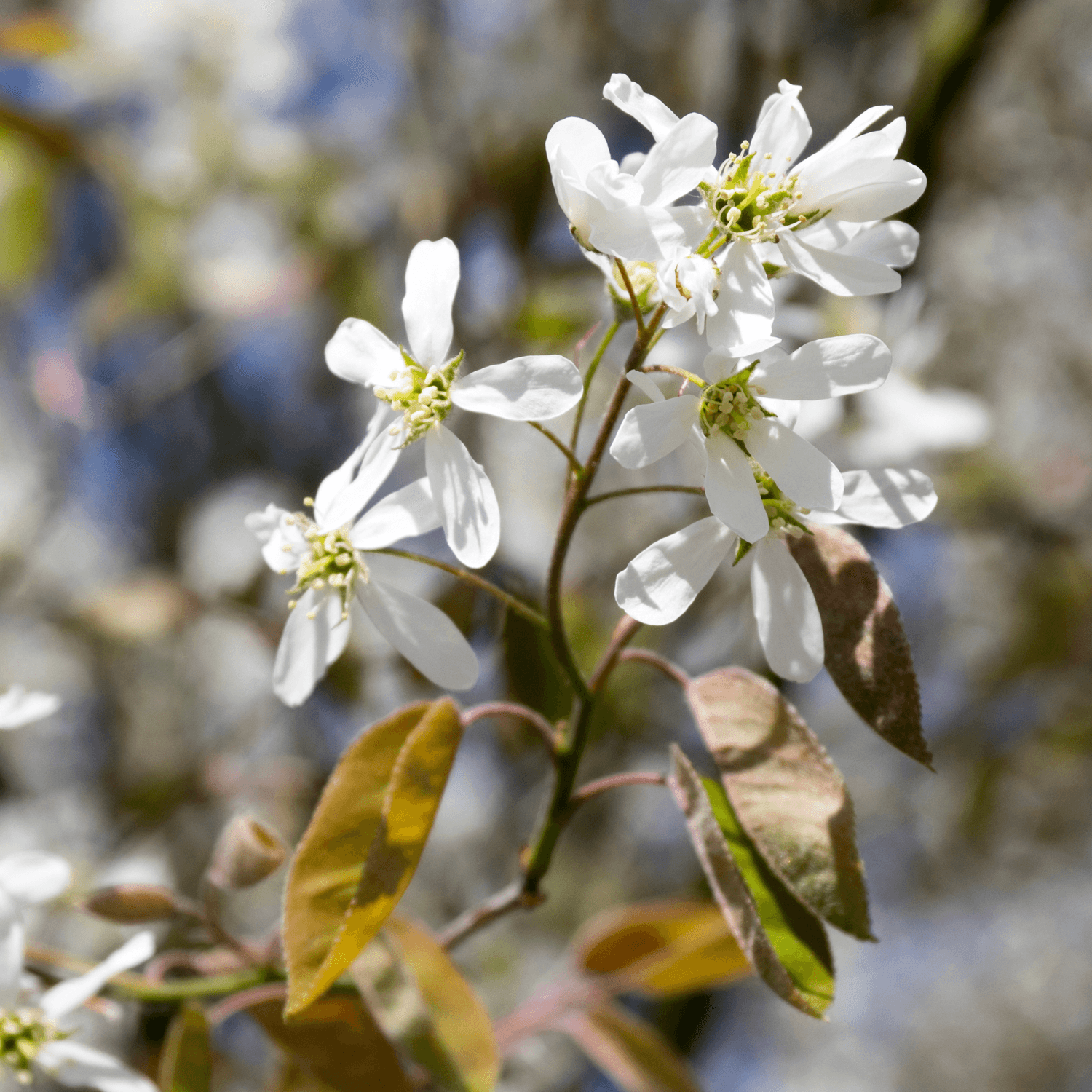 Amélanchier de Lamarck - Amelanchier lamarckii - FLEURANDIE