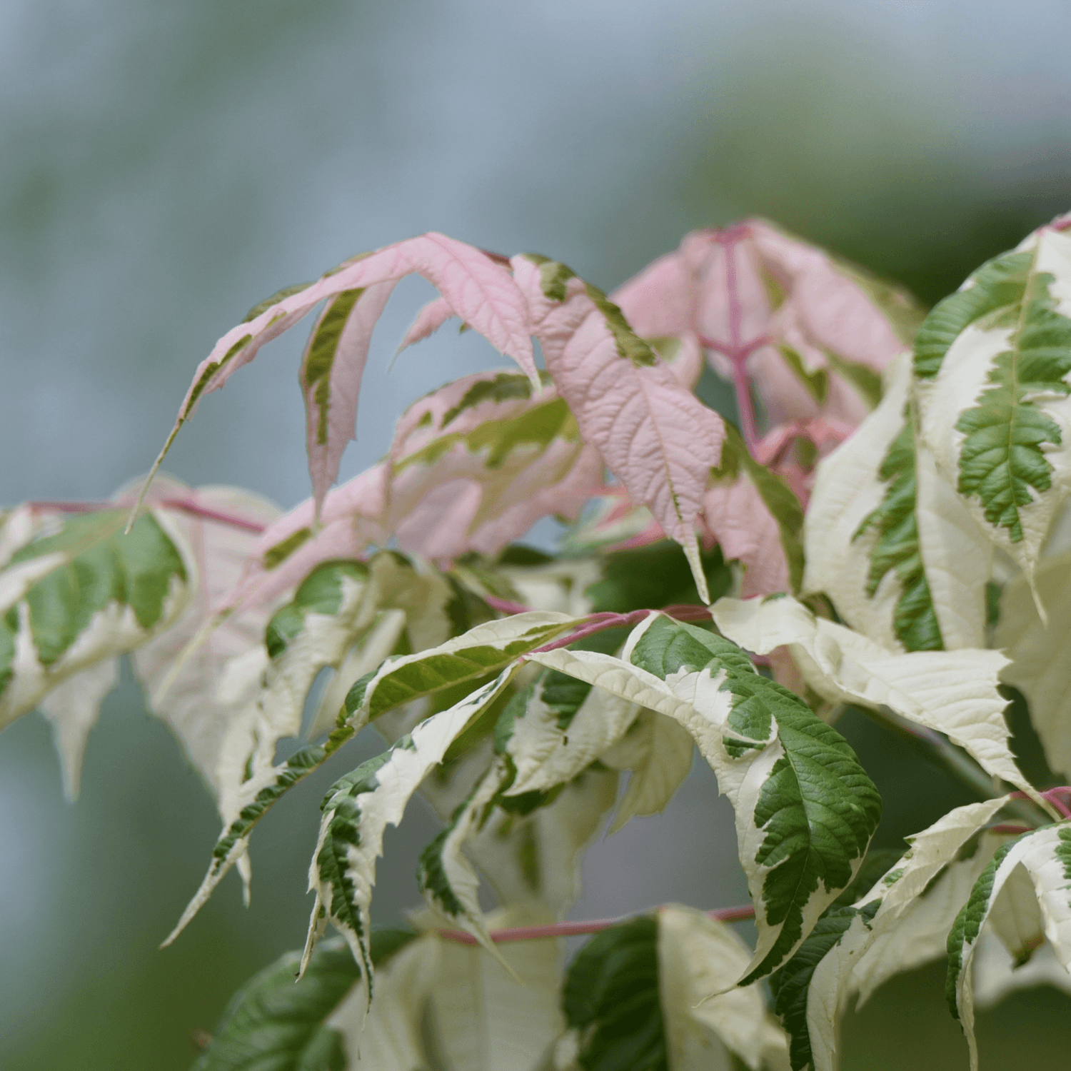 Érable à feuille de frène 'Flamingo' - Acer negundo 'Flamingo' - FLEURANDIE