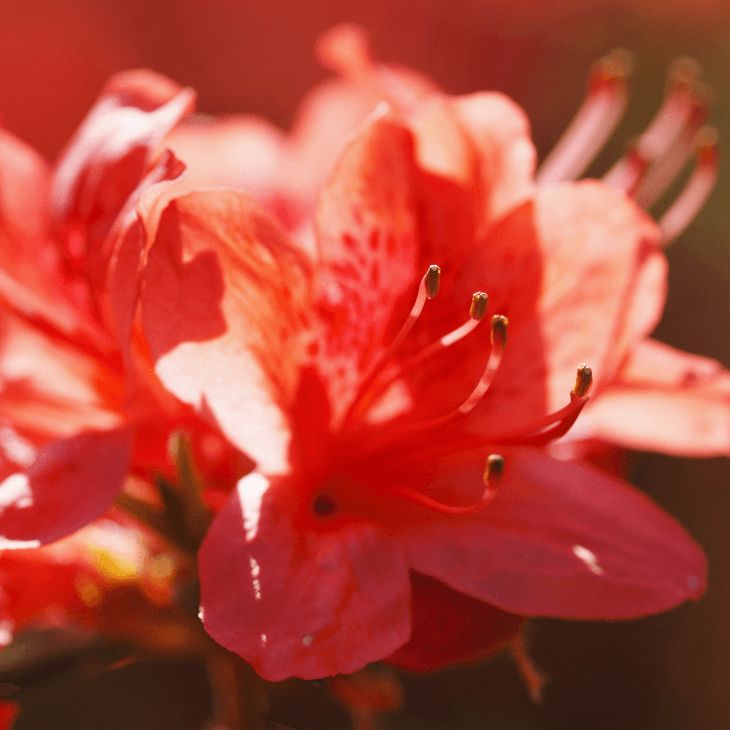 Azalée de chine knaphill 'Satan' - Azalea x Knap Hill-Exbury 'Satan' - FLEURANDIE