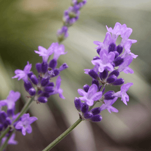Lavande vraie 'Hidcote' - Lavandula angustifolia 'Hidcote' - FLEURANDIE