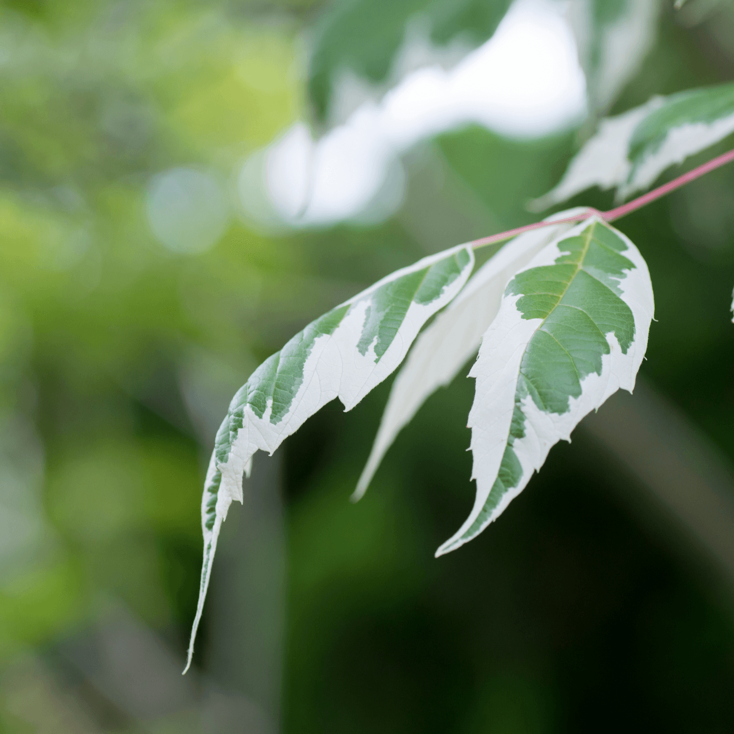 Érable à feuille de frène 'Flamingo' - Acer negundo 'Flamingo' - FLEURANDIE