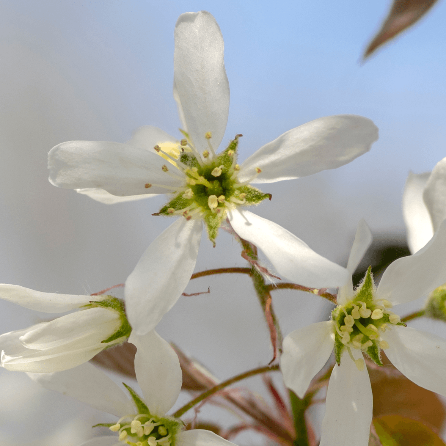 Amélanchier de Lamarck - Amelanchier lamarckii - FLEURANDIE