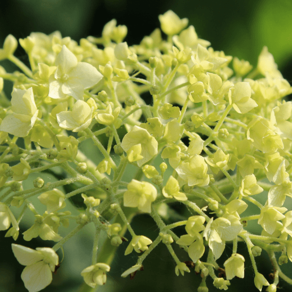 Hortensia de Virginie 'Annabelle' - Hydrangea arborescens 'Annabelle' - FLEURANDIE