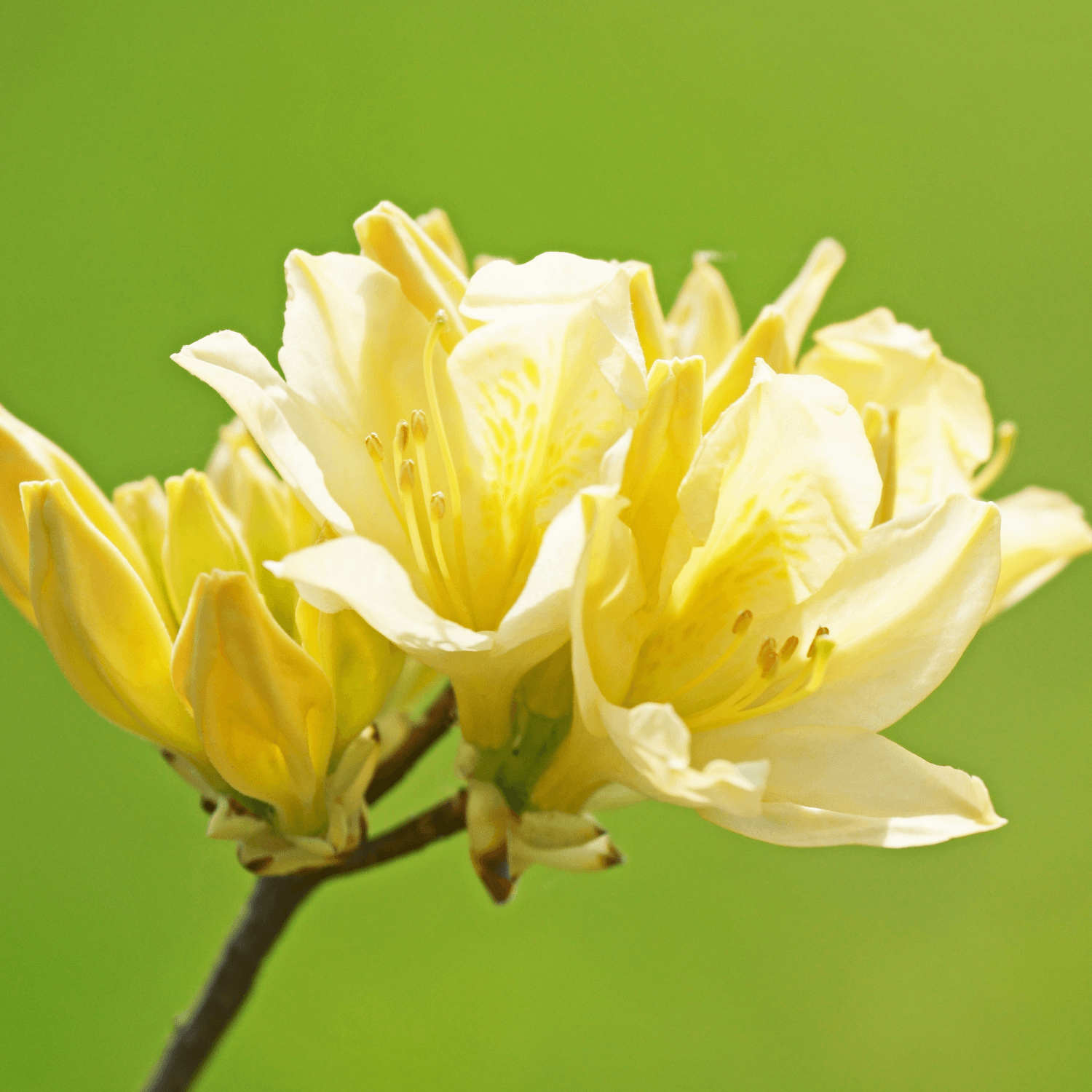 Azalée de Chine 'Persil'- Rhododendron x molle 'Persil' - FLEURANDIE