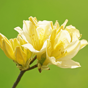 Azalée de Chine 'Persil'- Rhododendron x molle 'Persil' - FLEURANDIE