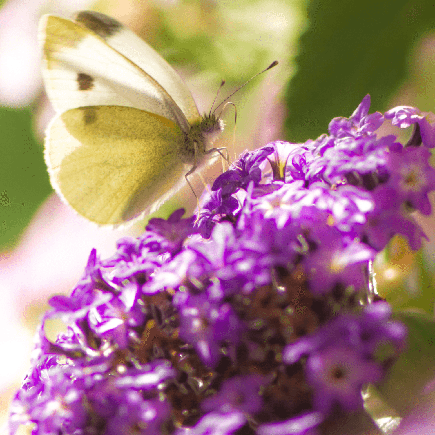 Arbre aux papillons 'Border Beauty' - Buddleja davidii 'Border Beauty' - FLEURANDIE