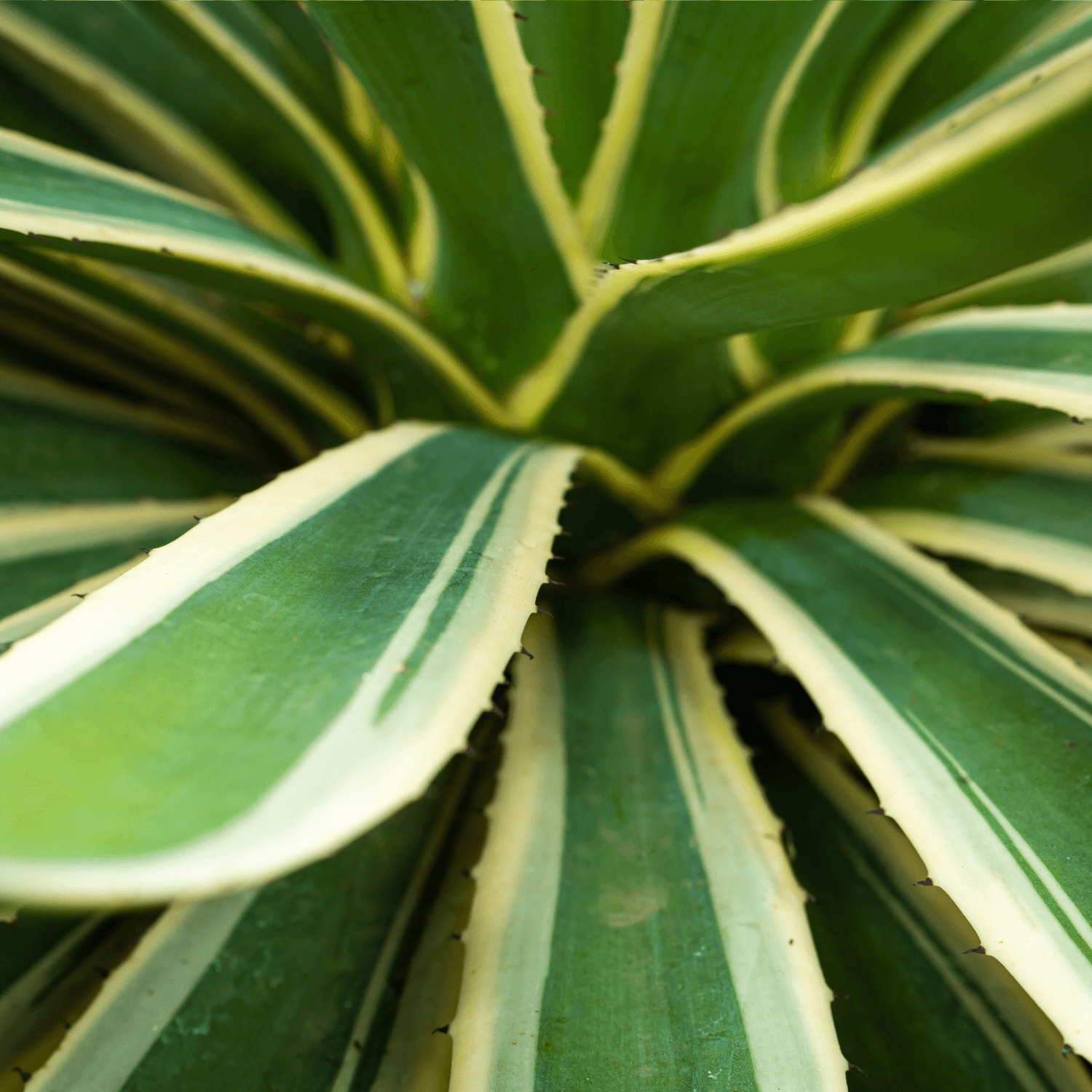 Agave Americana Variegata - Agave Americana Variegata - FLEURANDIE