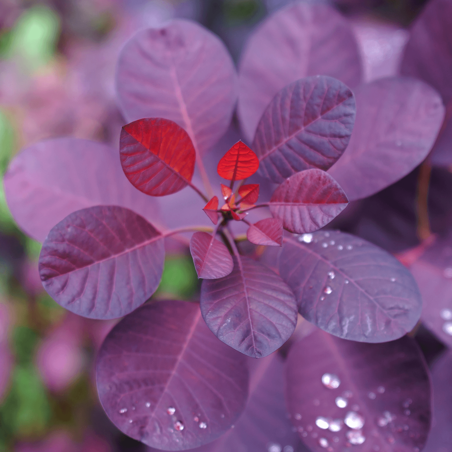 Arbre à perruque 'Royal Purple' - Cotinus coggygria 'Royal Purple' - FLEURANDIE