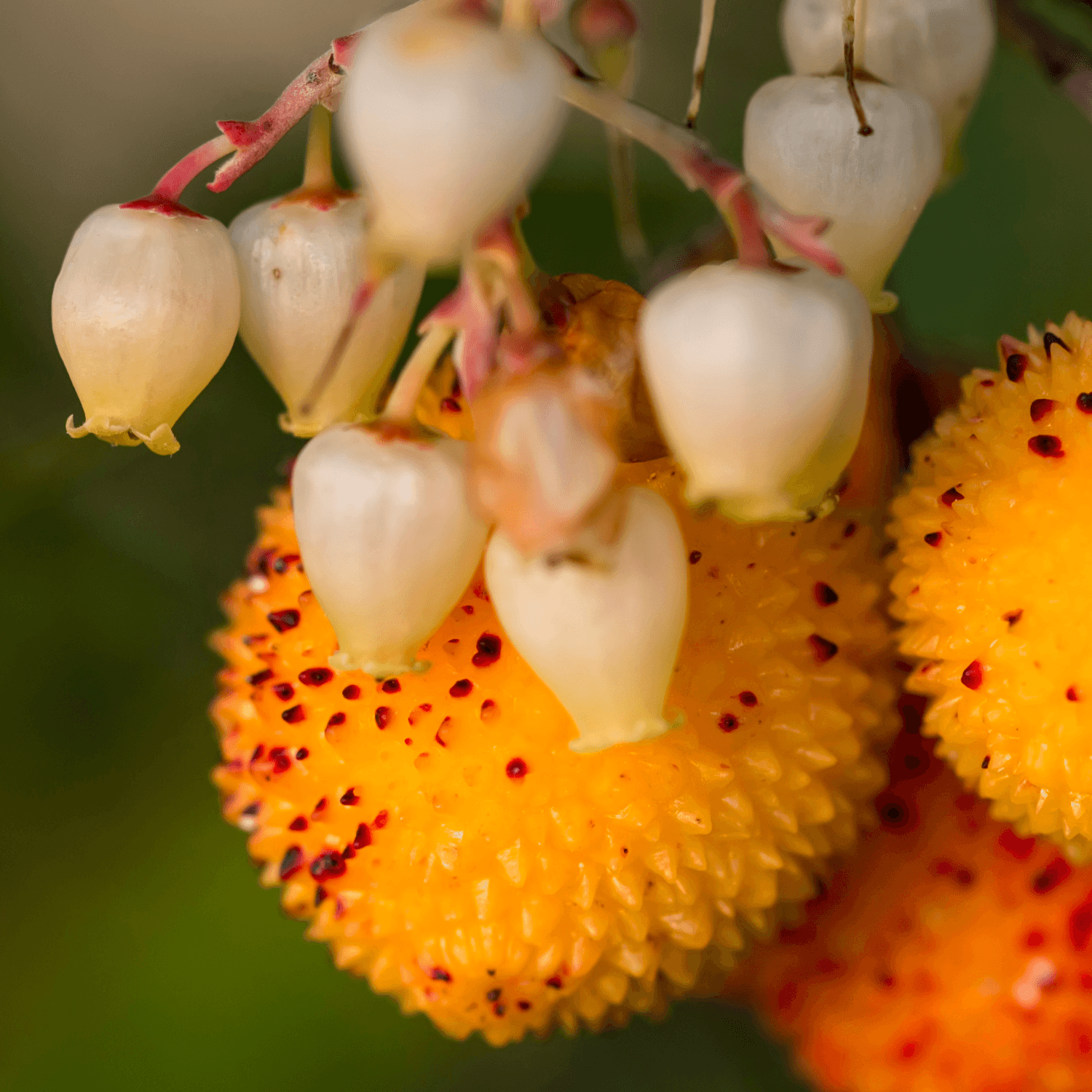 Arbousier, Arbre à fraises 'Compacta' - Arbutus unedo 'Compacta' - FLEURANDIE