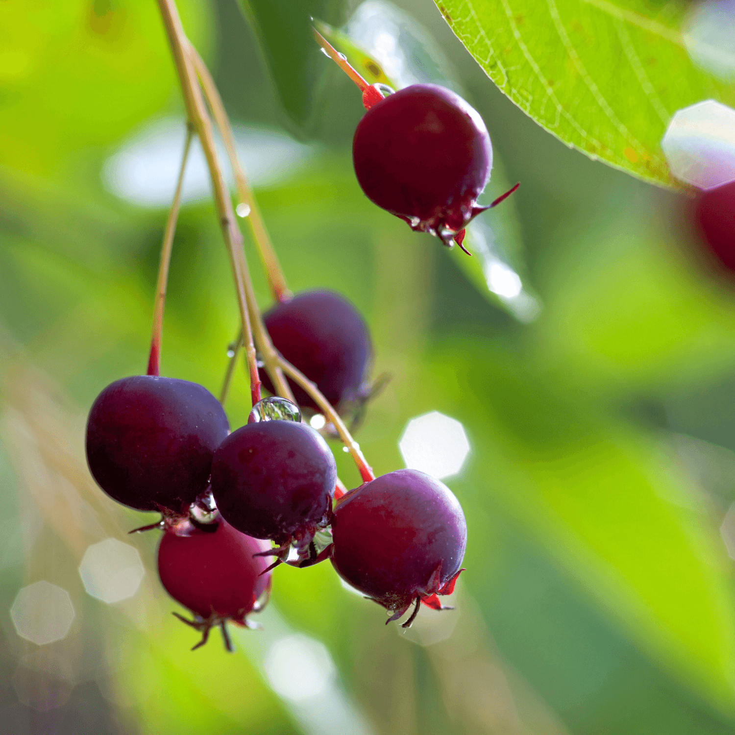 Amélanchier du Canada - Amelanchier canadensis - FLEURANDIE