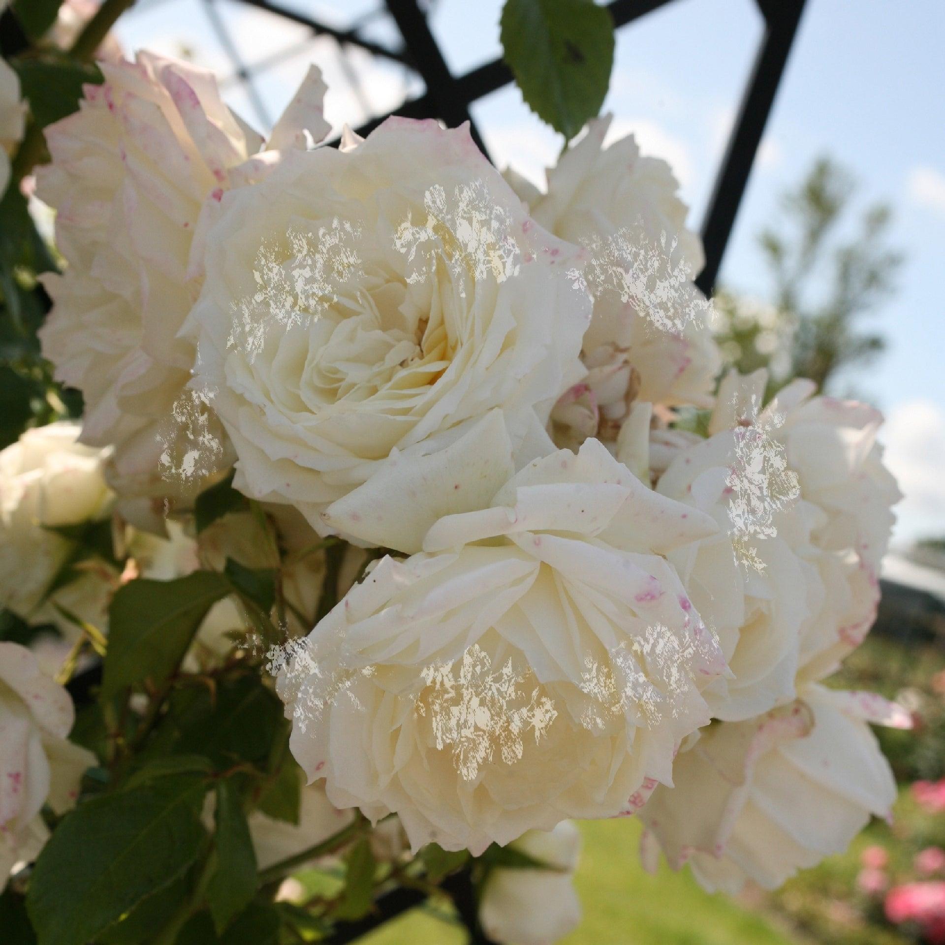 Rosier grimpant 'Alaska' - Rosa grimpant 'Alaska' - FLEURANDIE