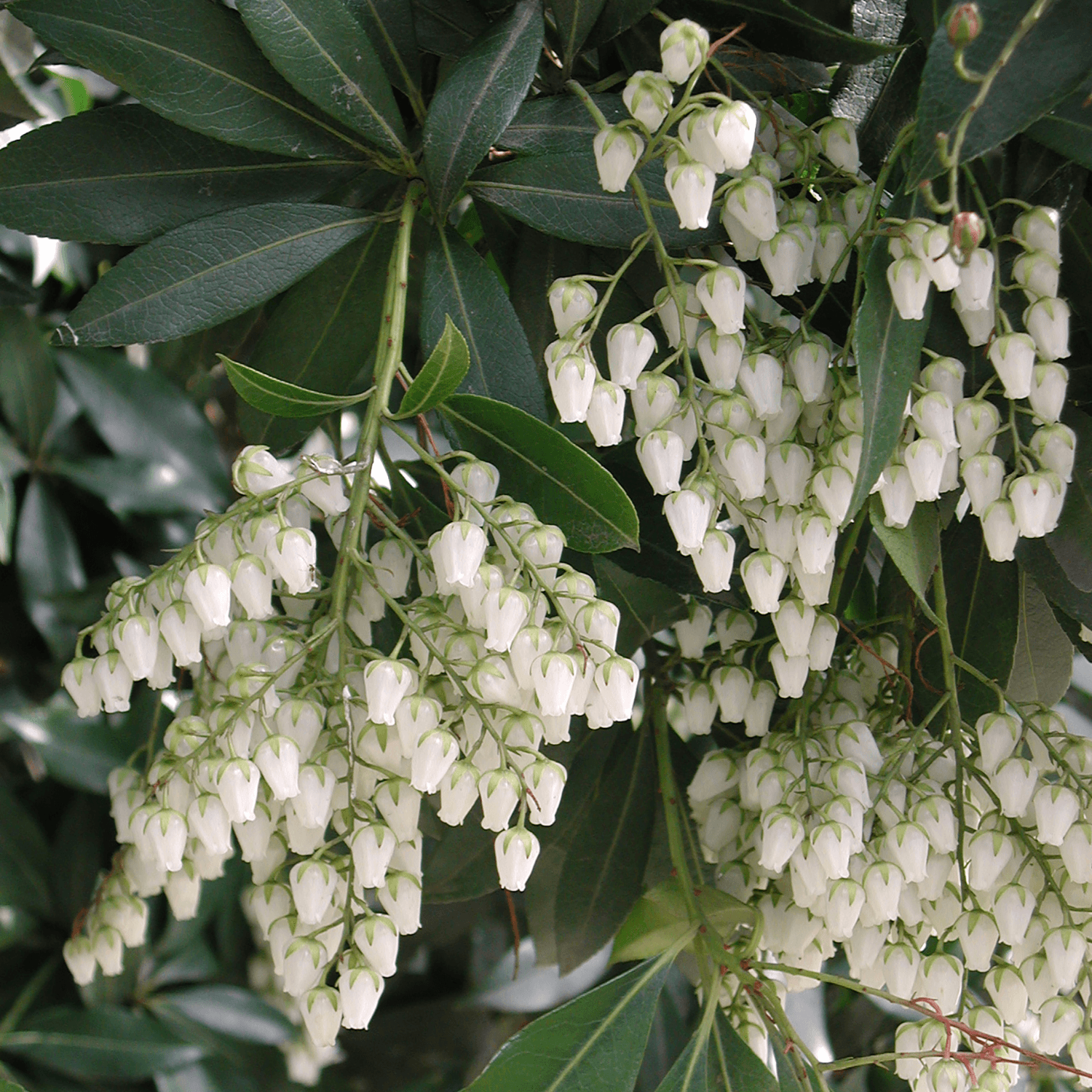 Andromède du Japon 'Variegata' - Pieris japonica 'Variegata' - FLEURANDIE