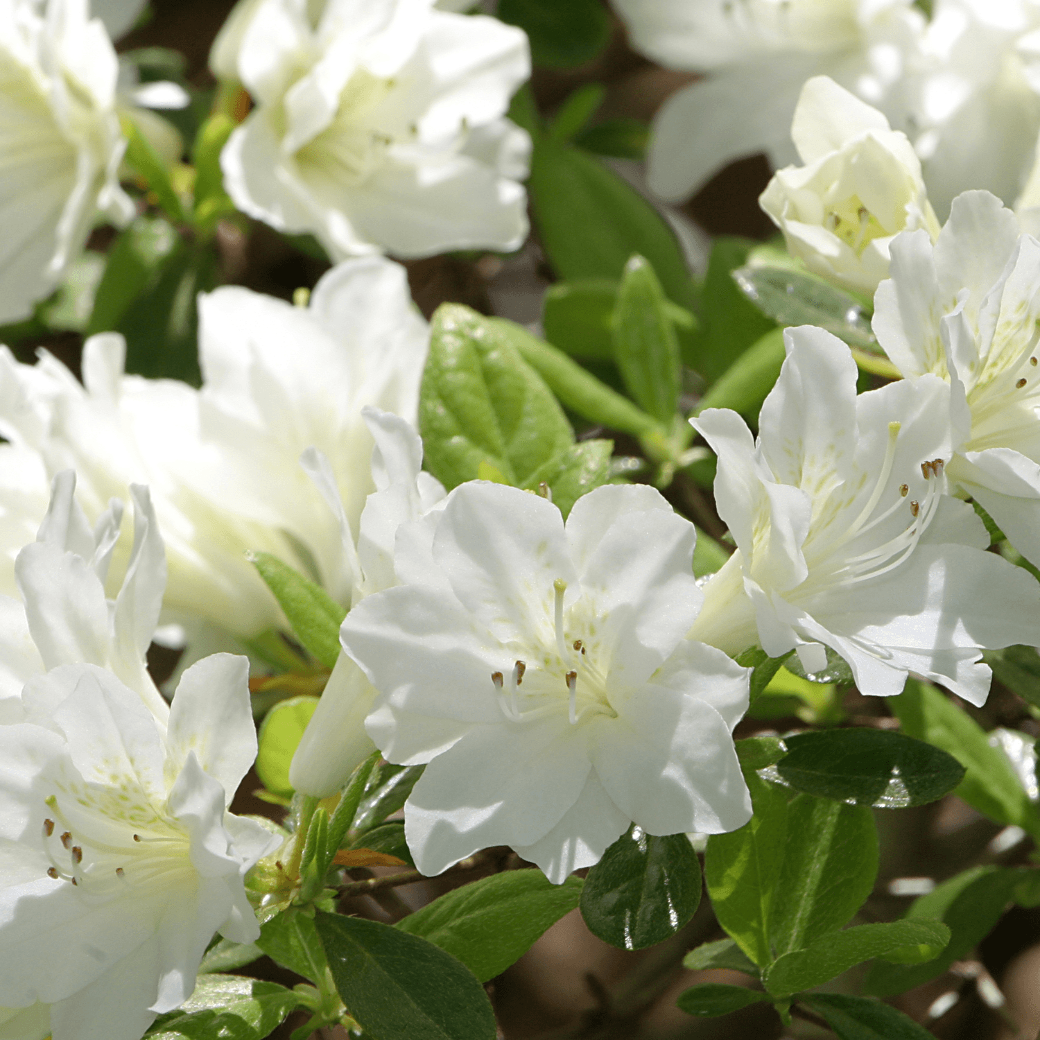 Azalée Mollis 'White Troat' - Azaléa Mollis 'White Troat' - FLEURANDIE