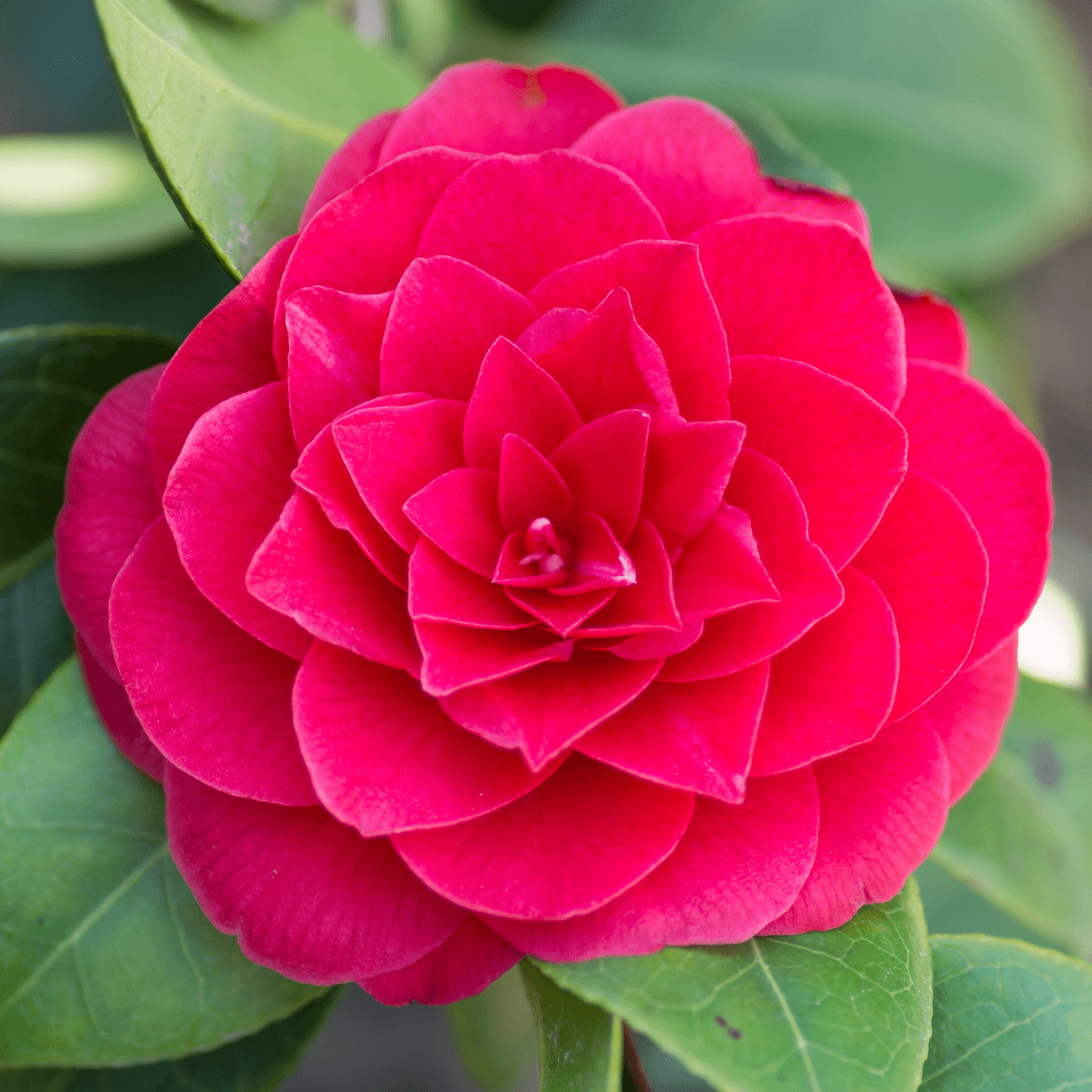 Camélia du Japon 'Black Lace' - Camellia japonica 'Black Lace' - FLEURANDIE