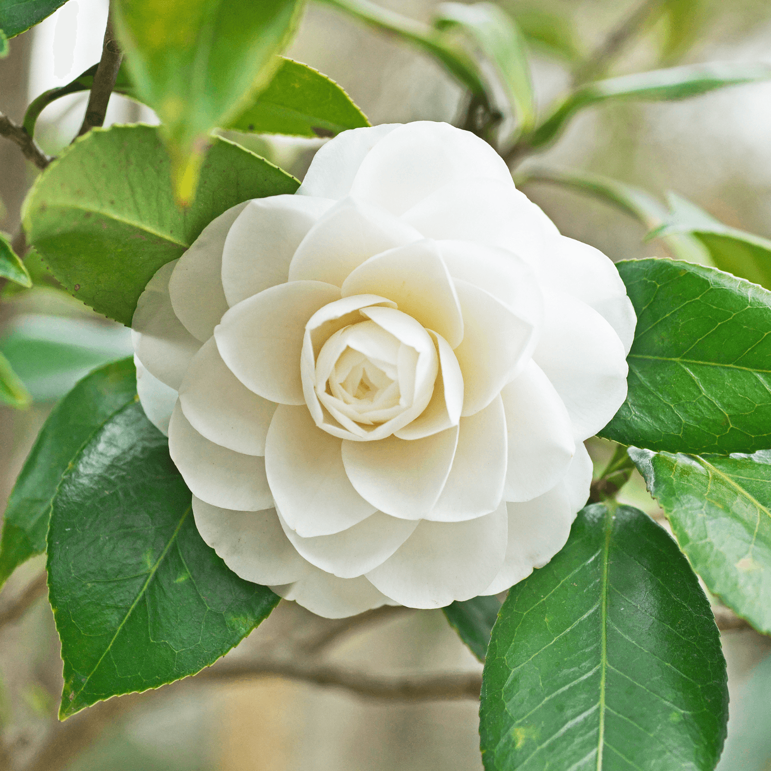 Camélia du Japon 'Blanca' - Camellia japonica 'Blanca' - FLEURANDIE