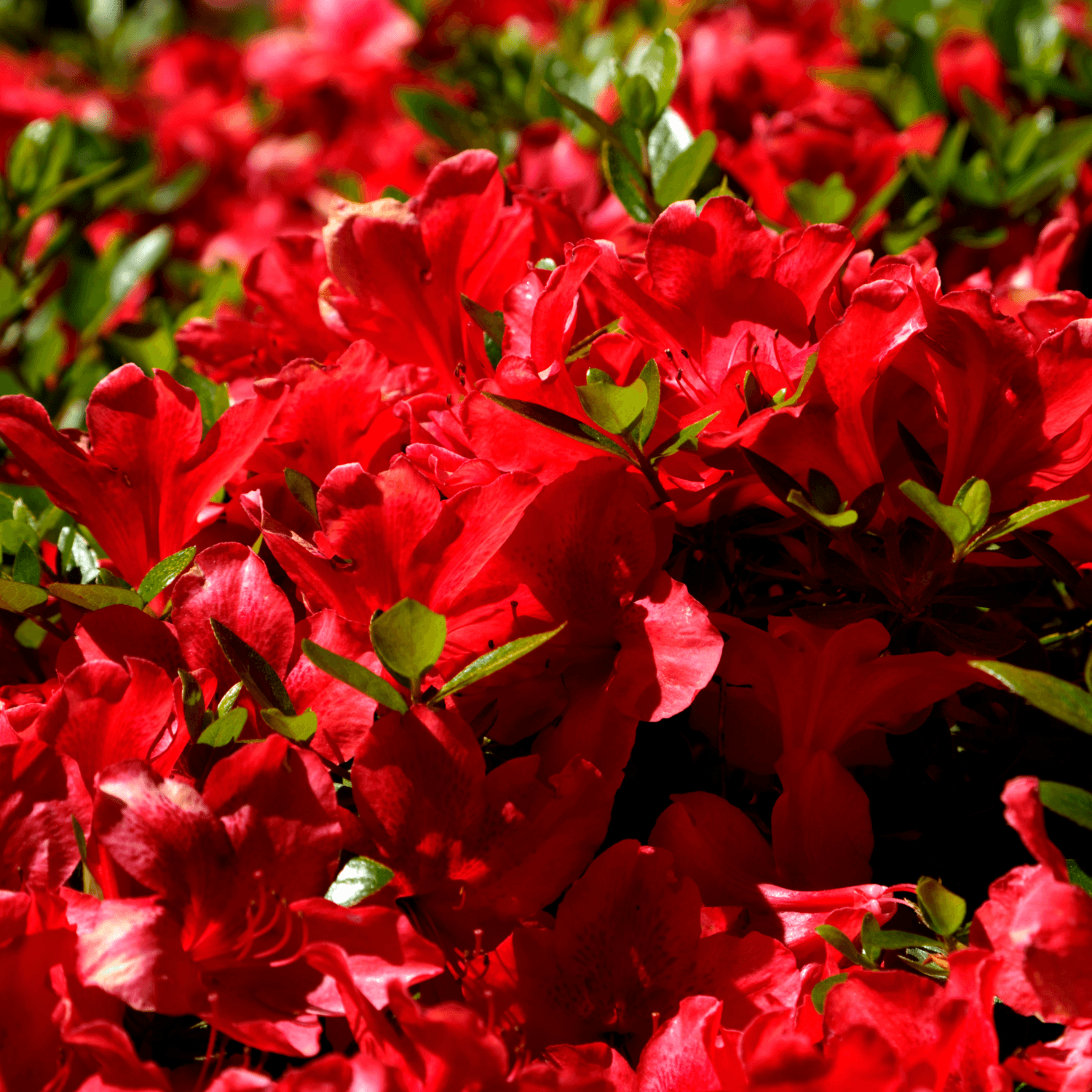 Azalée japonaise 'Florida' - Azalea japonica 'Florida' - FLEURANDIE