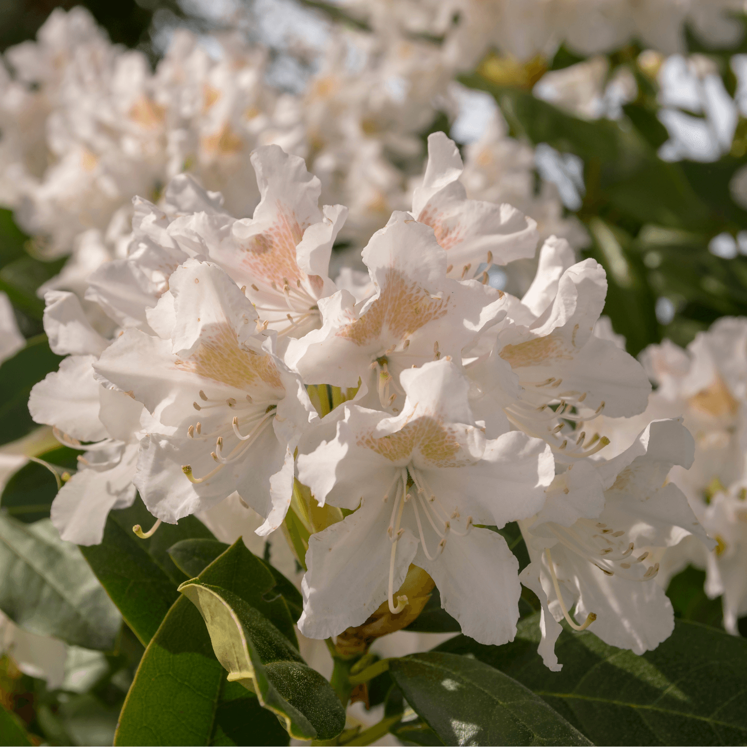 Rhododendron 'Cunningham's White' - Rhododendron 'Cunningham's White' - FLEURANDIE