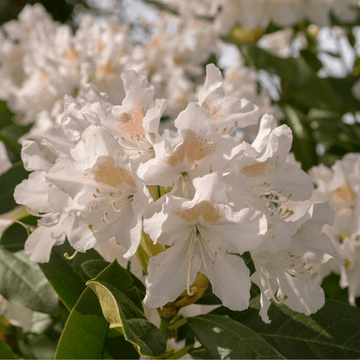 Rhododendron 'Cunningham's White' - Rhododendron 'Cunningham's White'