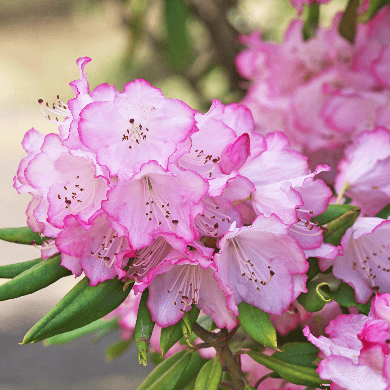 Rhododendron 'Etoile de Sleidinge' - Rhododendron 'Etoile de Sleidinge' - FLEURANDIE