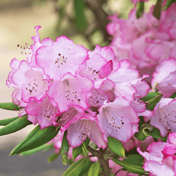 Rhododendron 'Etoile de Sleidinge' - Rhododendron 'Etoile de Sleidinge'