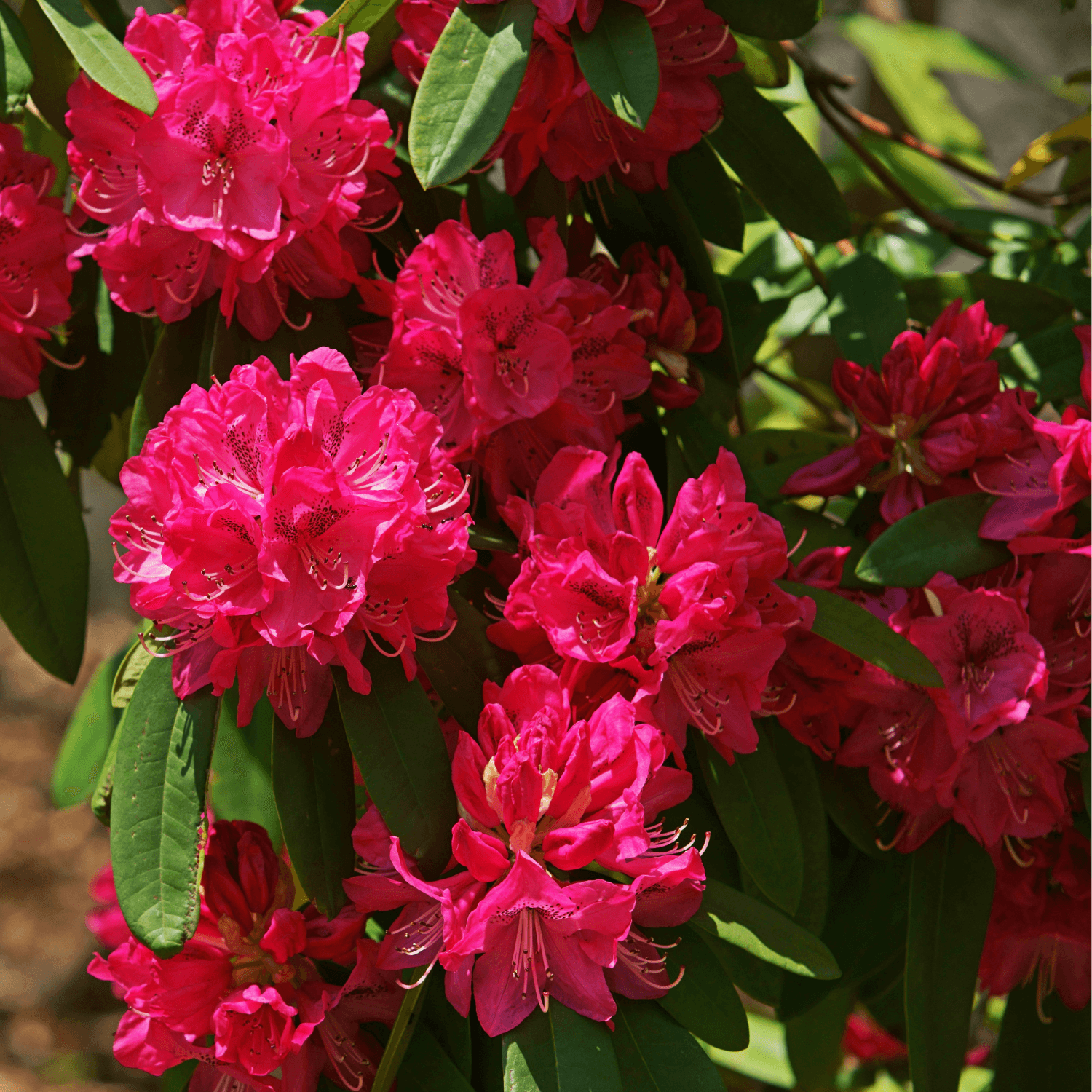 Rhododendron 'Mari Forte' - Rhododendron 'Mari Forte' - FLEURANDIE