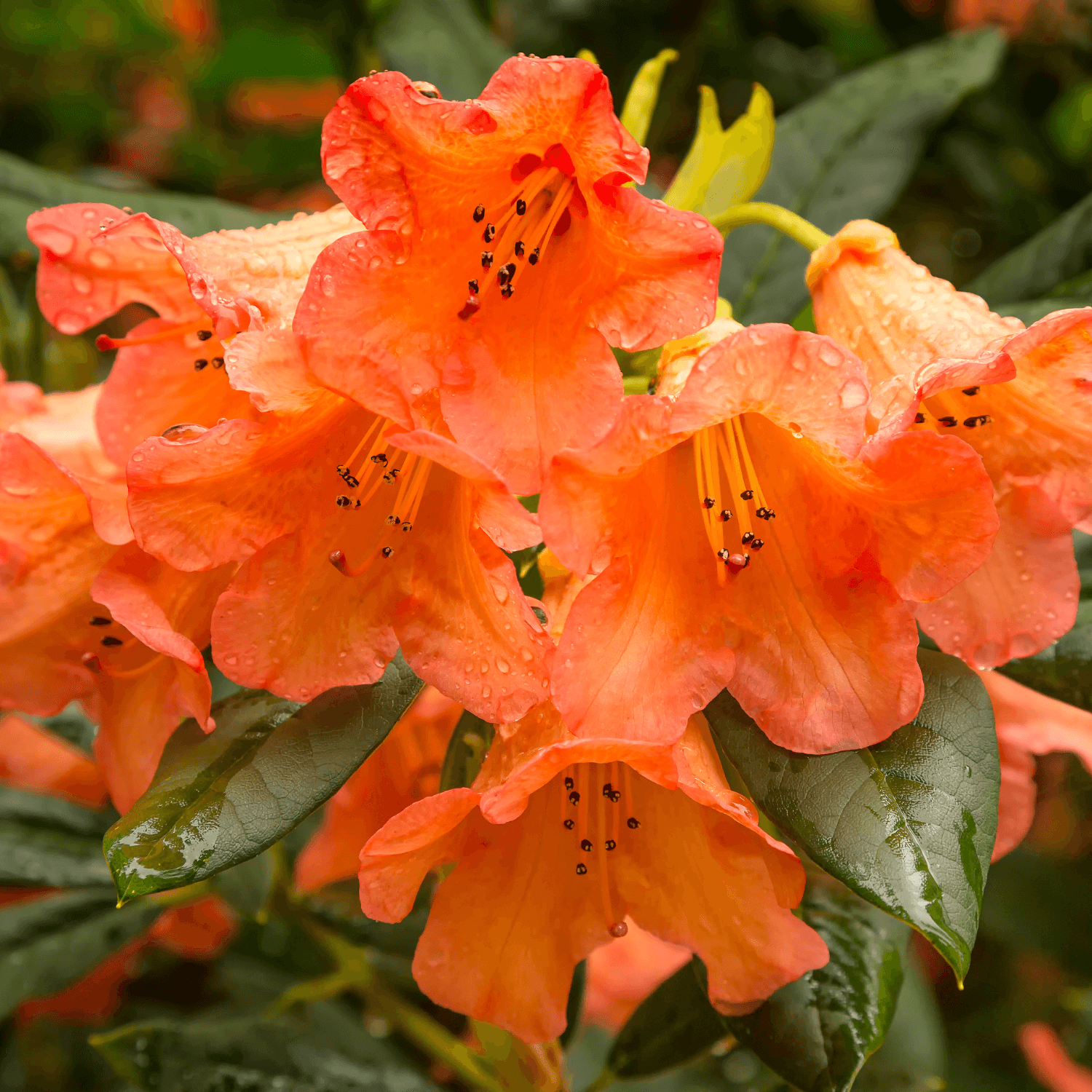 Rhododendron 'Tortoiseshell Orange' - Rhododendron 'Tortoiseshell Orange' - FLEURANDIE