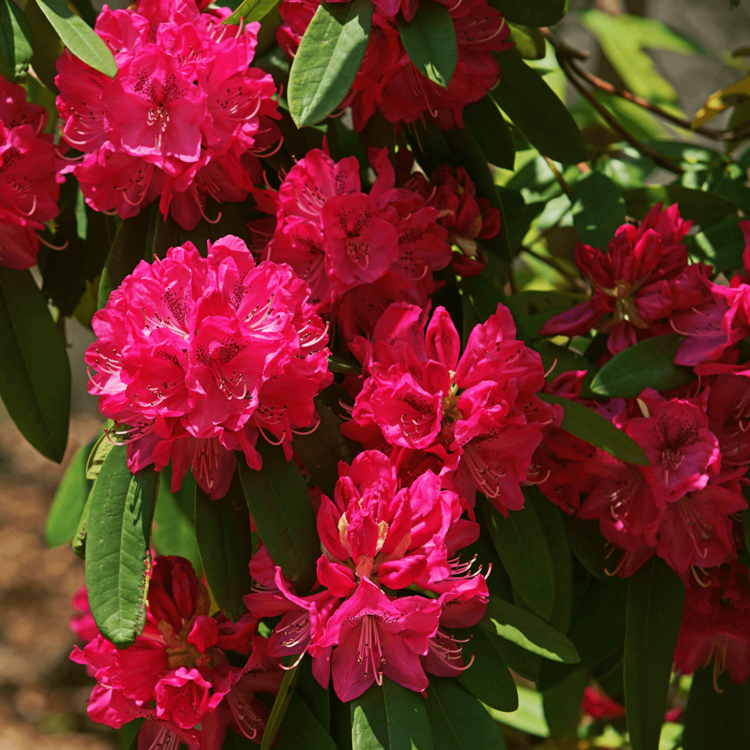 Rhododendron 'Wilgen's Ruby' - Rhododendron 'Wilgen's Ruby' - FLEURANDIE