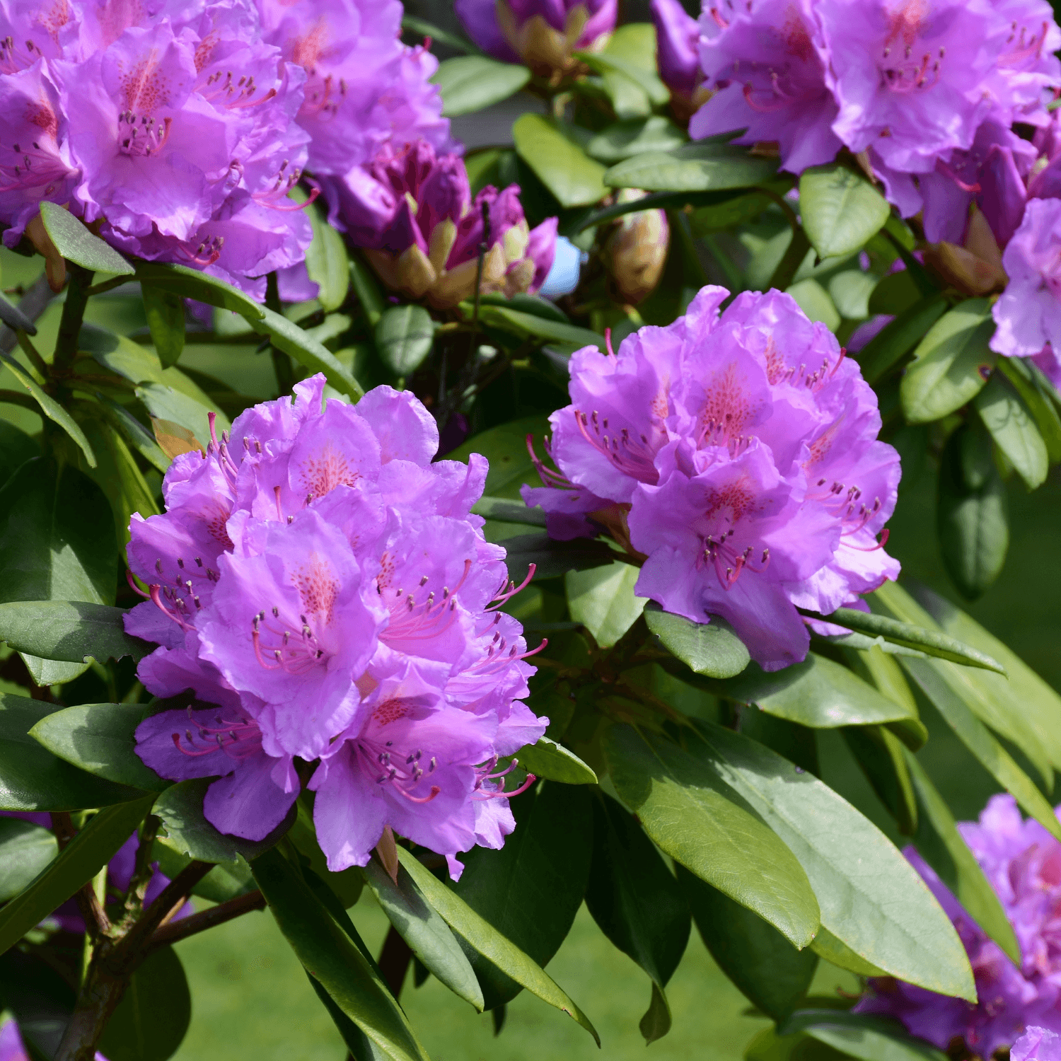 Rhododendron Everestianum - FLEURANDIE