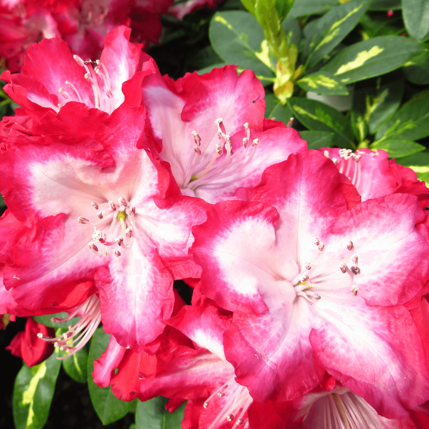 Rhododendron Hybride XXL - FLEURANDIE