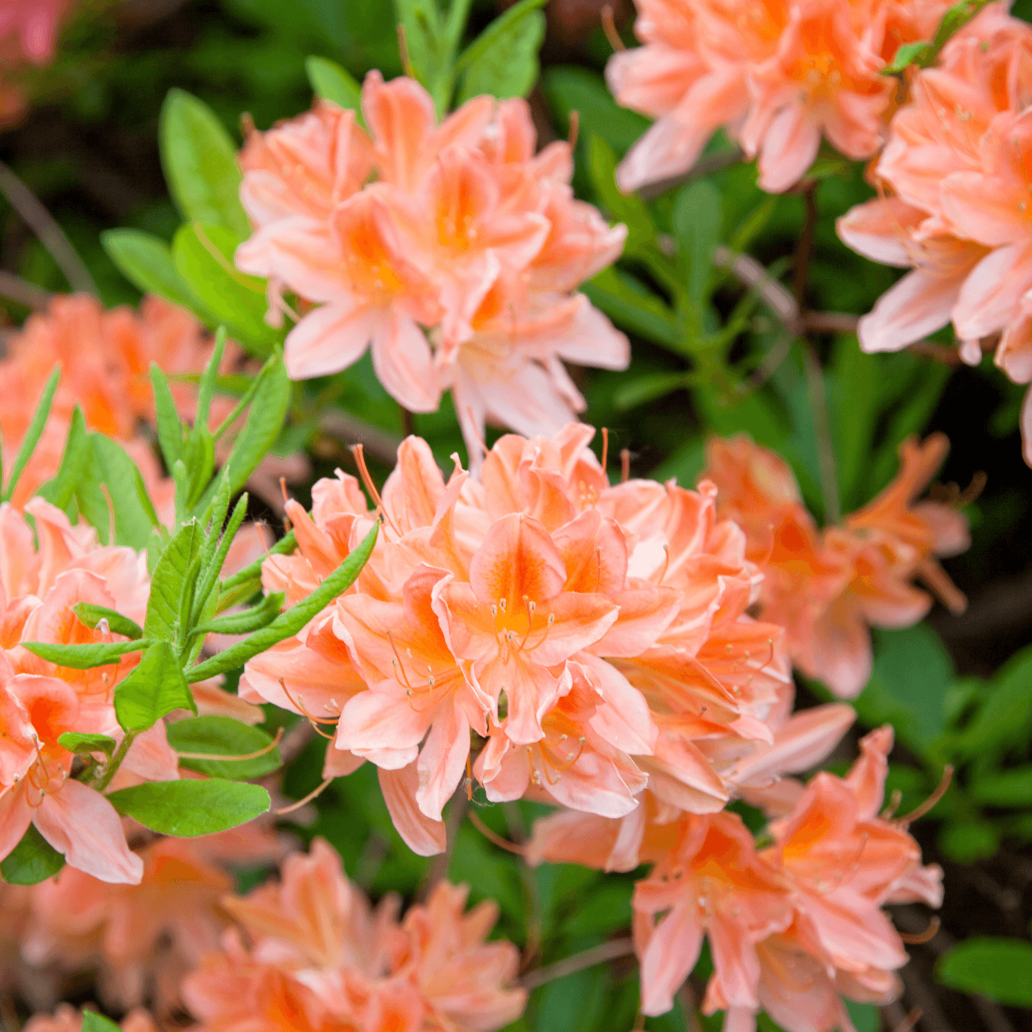 Azalée japonaise 'Geisha Orange' - Azalea japonica 'Geisha Orange' - FLEURANDIE