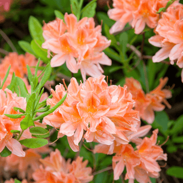 Azalée japonaise 'Geisha Orange' - Azalea japonica 'Geisha Orange'