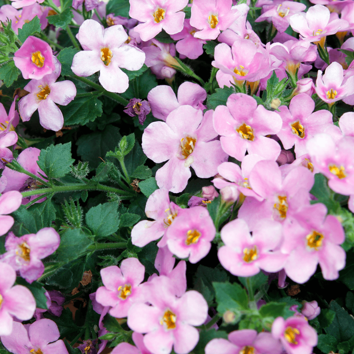 Bacopa Rose - FLEURANDIE