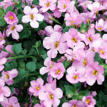 Bacopa Rose