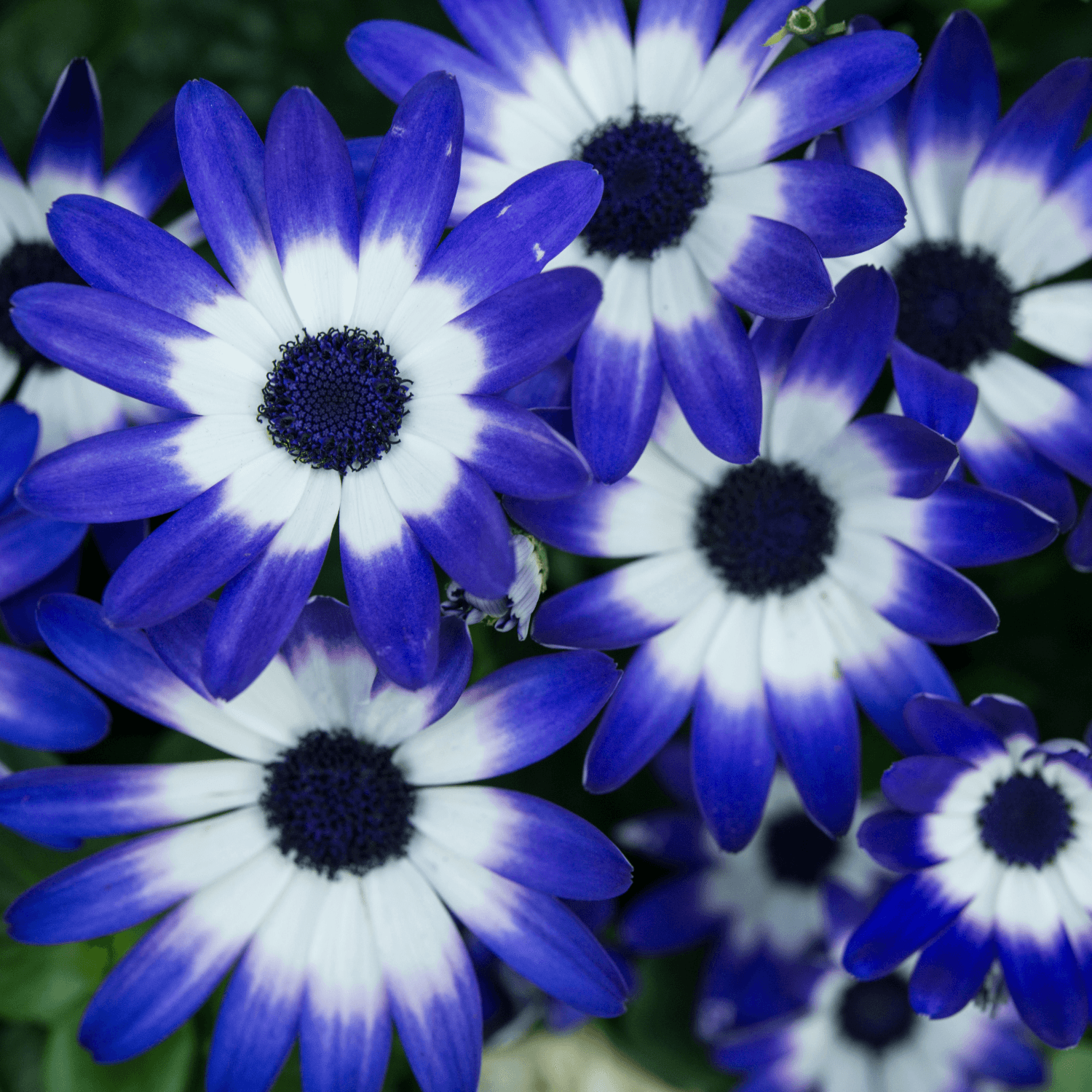 Cinéraire à fleur - Senecio cruentus ou Pericallis - FLEURANDIE