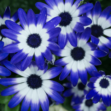 Cinéraire à fleur - Senecio cruentus ou Pericallis