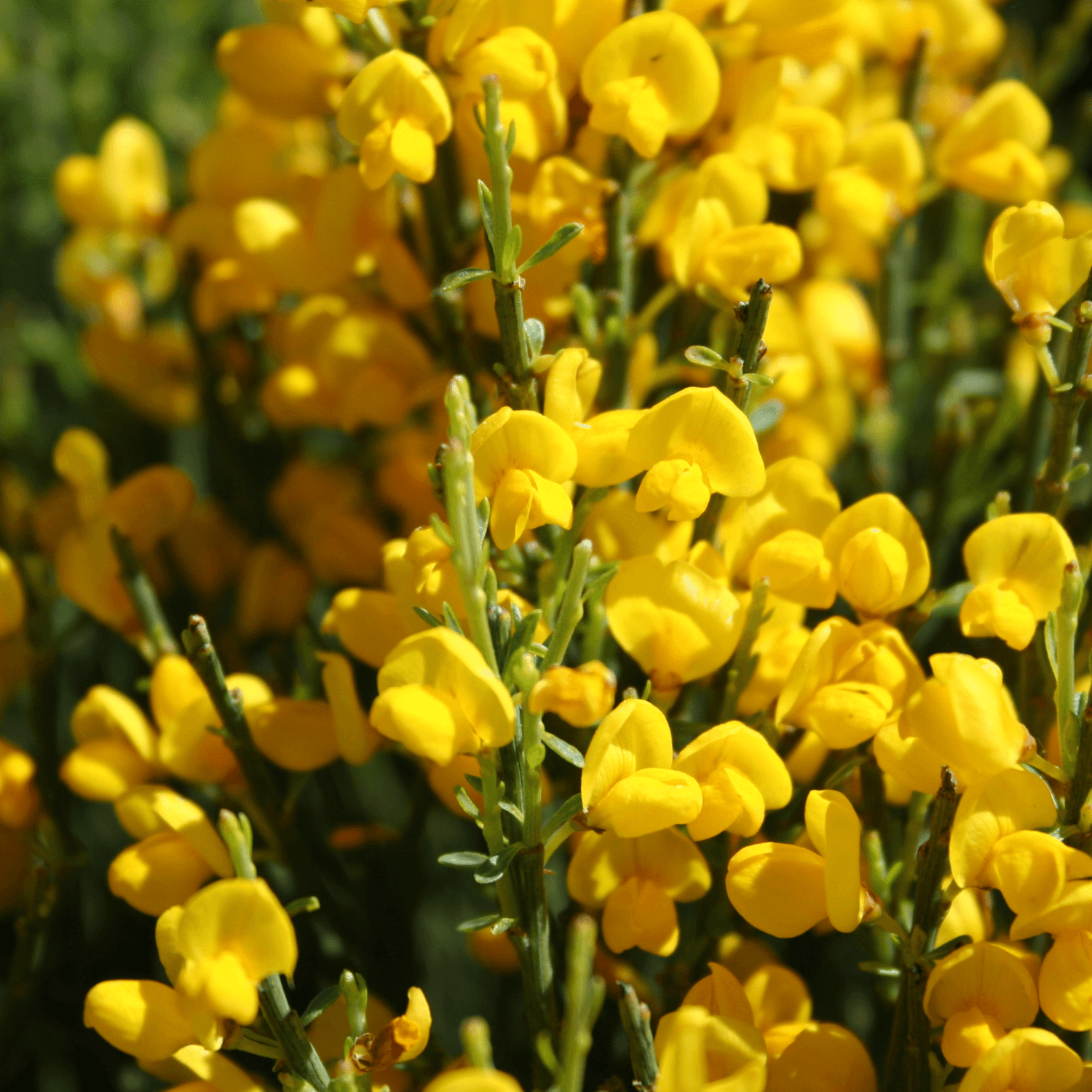 Genêt de Tenerife - Cytisus racemosus Phebus - FLEURANDIE