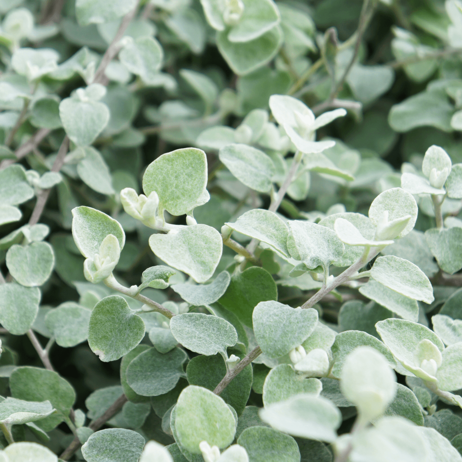 Immortelle 'Silver' - Helichrysum petiolare 'Silver' - FLEURANDIE