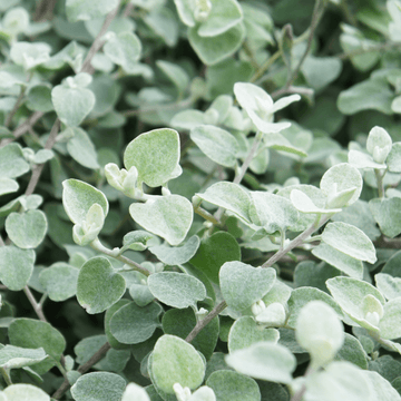 Immortelle 'Silver' - Helichrysum petiolare 'Silver'