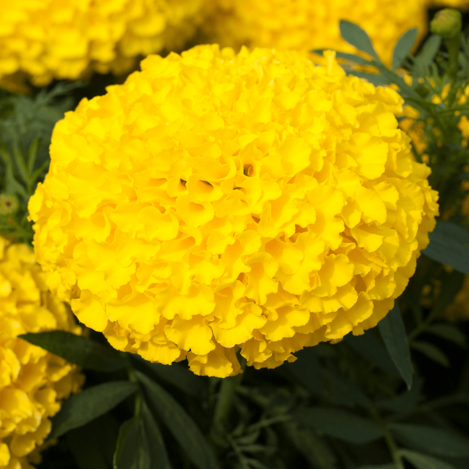 Rose D'Inde Jaune - Tagetes erecta - FLEURANDIE